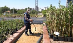 Keçiören Belediyesi, kendi sera tesisinde bitki üretiyor