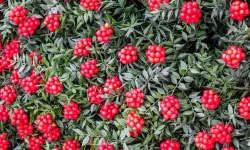 Yılbaşının kırmızı gözdesi: Kokina çiçeği nedir?