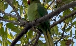 Samsun Adliye'sinde yeşil misafirler