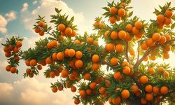 Rüyada portakal görmek ne anlama gelir?