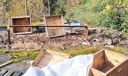 Rize’de ayı kovanları talan etti: Üretici nasıl isyan etti!