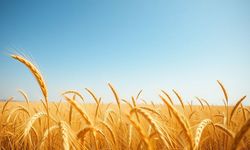 Rüyada buğday görmek ne anlama gelir?