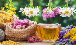 Çankaya’da “Tıbbi ve Aromatik Bitki Çayları” semineri