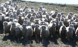 Ankara'da nesiller boyu süren üretim: Tiftik keçisi