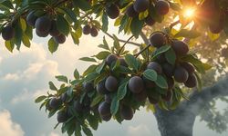 Rüyada incir görmek ne anlama gelir?