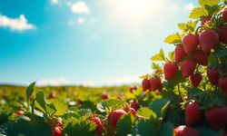 Rüyada çilek görmek ne anlama gelir?