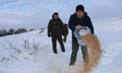 Sivas’ta kar sonrası yaban hayvanları için doğaya yem bırakıldı