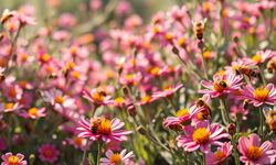 Rüyada arı görmek ne anlama gelir?