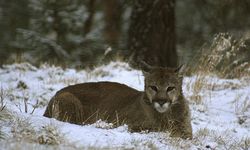 ABD'de yürüyüş yapan kadın puma saldırısında feci şekilde öldü!