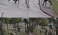 Adana'da korku dolu anlar kamerada: Kurt köpekleri kadına saldırdı!