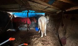 Jandarma kesim için bekletilen 5 atı son anda kurtardı