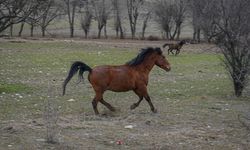Ankara Çamlıdere yaylalarında yılkı atlarının kış yolculuğu görüntülendi