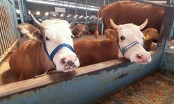 Köşk'te şap hastalığı karantinası kaldırıldı