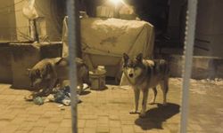 Alışılmadık görüntü: Ankara’da aç kalan kurtlar şehre indi