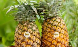 Pratik ananas kesimi