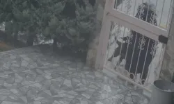 Elmadağ'da köpek saldıran kadından yetkililere çağrı