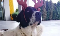 Ankara metrosunun simgesi Matmazel’in ölümüyle ilgili soruşturma başlatıldı