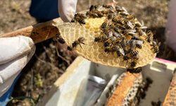 Muhtar Gülmez’den arıcılara hayati uyarılar