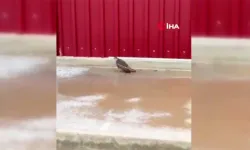 Ankara'da kanadı kırık atmaca tedavi altına alındı