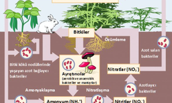 Azot döngüsü nedir, ne işe yarar, özellikleri nelerdir, zararları nelerdir?