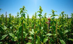 Rüyada börülce görmek ne anlama gelir?