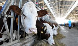 Büyükbaş alımında akılalmaz dolandırıcılık!