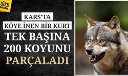 Kars'ta köye inen bir kurt tek başına 200 koyunu parçaladı!