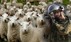 İsrail askeri bu kez de keçi çaldı