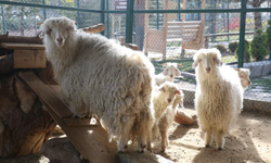 Endemik Vadi Ankara’nın 4 beyazını ziyaretçilerle buluşturuyor