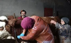 Tunceli’de yürekleri ısıtan olay: Hasta inek için seferber oldular