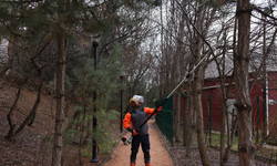 Çankaya Belediyesi sokak ve parklarda budama çalışmalarını sürdürüyor