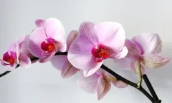 Orkidelerin sulama sırrı: Yanlış yapmayın, solmasın!