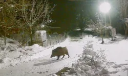 Artvin'de yabani hayvanlar köyde