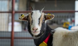 Ankara'da ezber bozan evcil hayvan seçimi