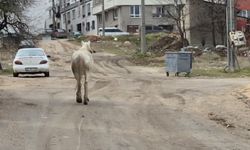 Başıboş atlar sokaklarda dolaşıyor!