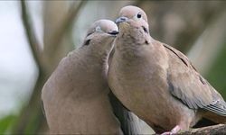 Cilve nedir ve neden bu kadar etkili?