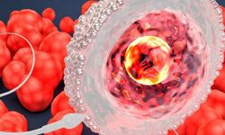 Döllenme nasıl olur? İşte merak edilenler!