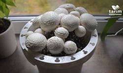 Mantar nasıl temizlenir? İşte en doğru yöntem