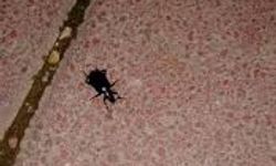 Uyuz böceği istilası: Gizli tehdit nasıl son bulur?