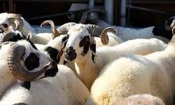 Kurban vekaleti nedir, nasıl alınır?