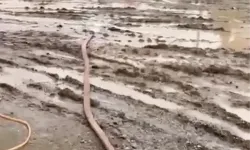 Osmaniye'de sağanak yağış hayatı olumsuz etkiledi: Tarım arazileri ve yollar su altında kaldı