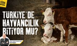 Türkiye’de hayvancılık bitiyor mu?