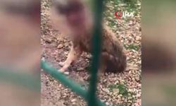 Hayvanseverler ayağa kalktı, sorumlular görevden alındı