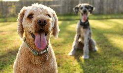 Köpek severleri heyecanlandıran gelişme! Alerjiye neden olan protein silindi