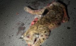 Burdur'da vaşak aracın altında kaldı