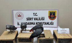 Siirt’te kaçakçılık operasyonunda 8 papağan ele geçirildi