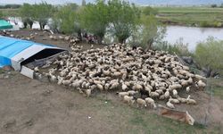 150 bin TL’lik çoban ücretleri sonrası şaşırtan hamle! Erzincan’da ilk kez uygulandı