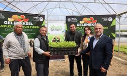 Samsun'da çiftçiye ücretsiz fide desteği