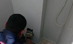 Hatay'da boşlukta kalan yavru kediler için seferberlik