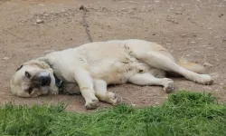 Onlarda da mutsuzluk çıktı! Sivas'ta Kangal köpekleri depresyonda